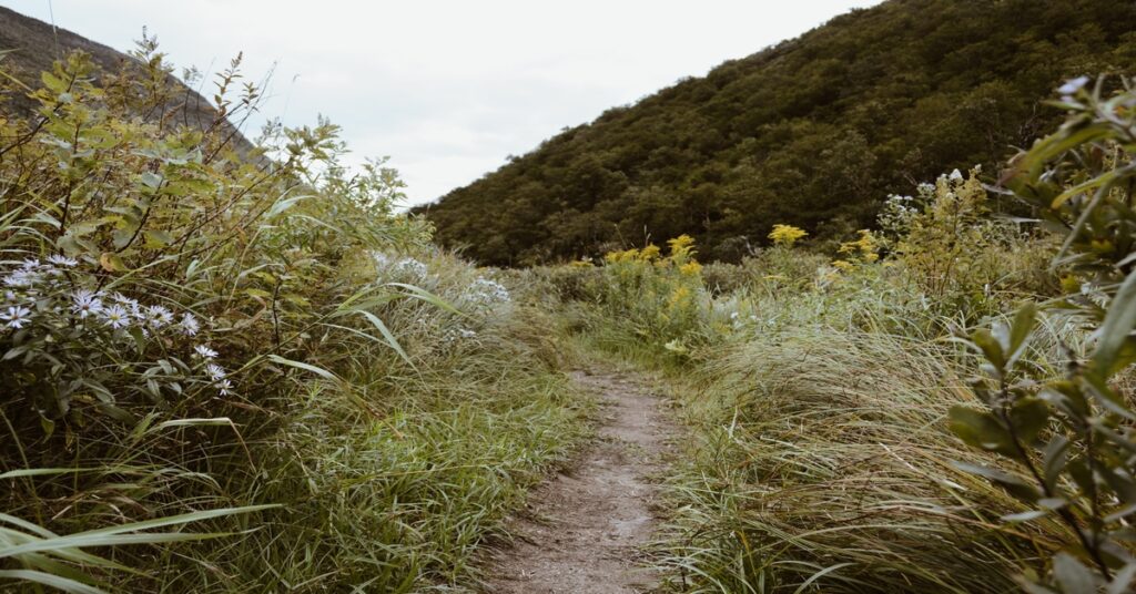 A hiking trail