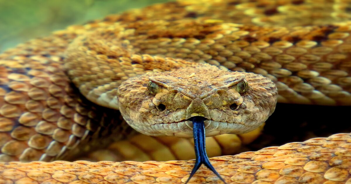 A rattlesnake