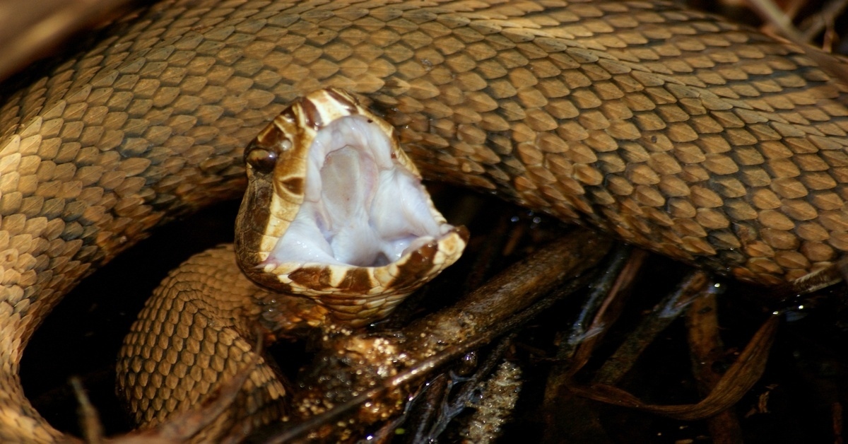 cottonmouth snake