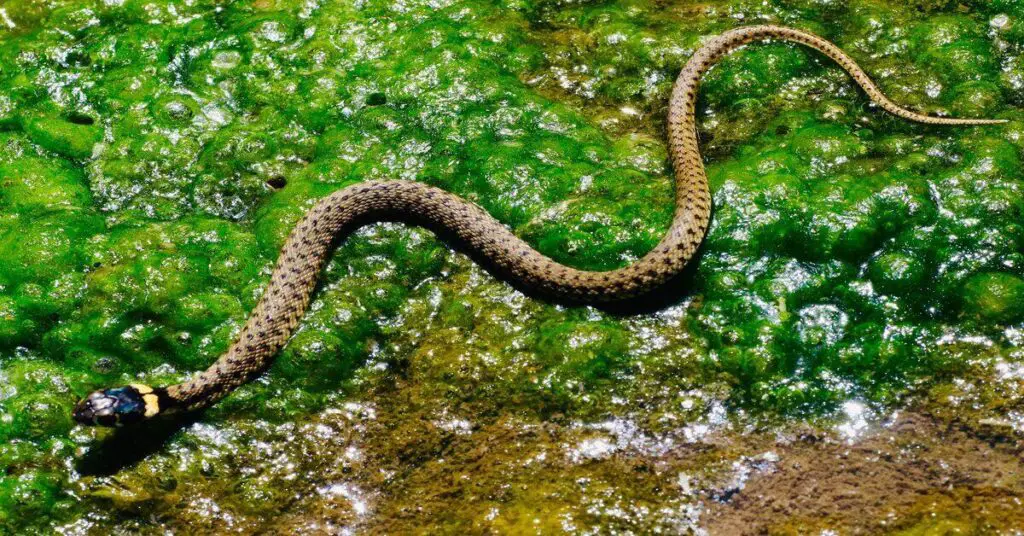 how to avoid snakes while hiking