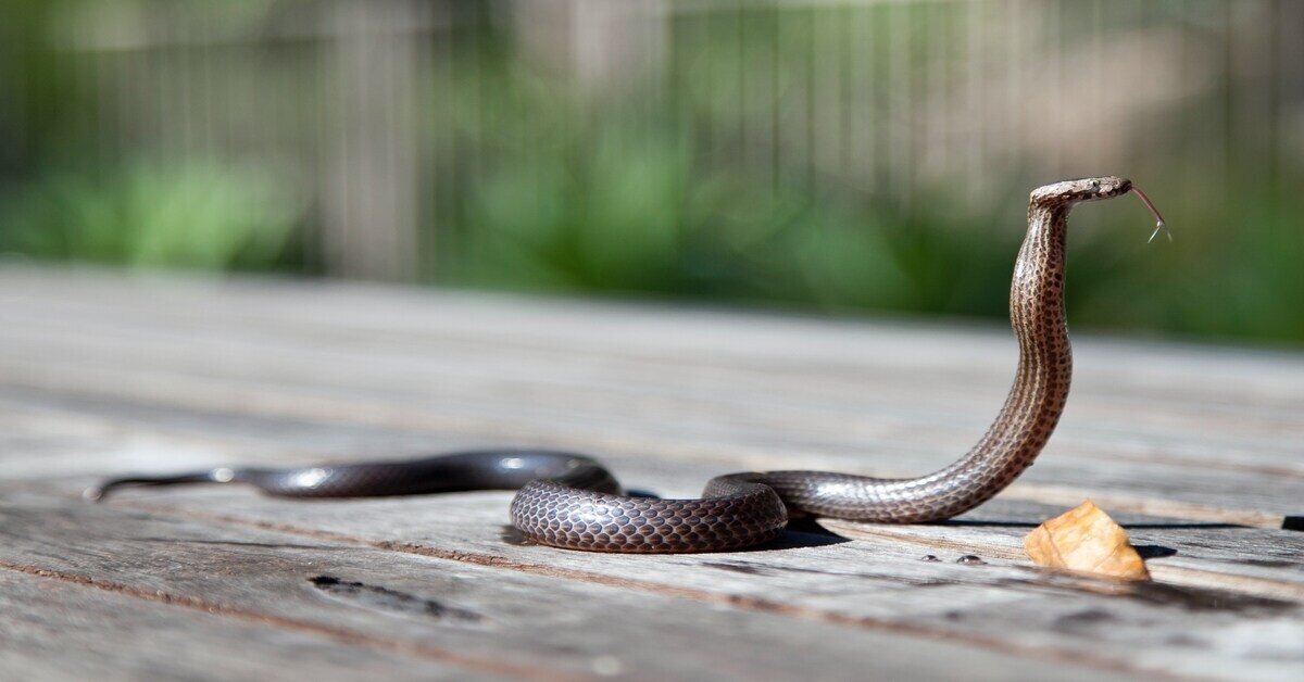 snake on the trail