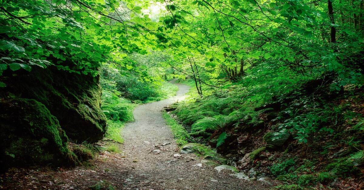 hiking trail in the backcountry