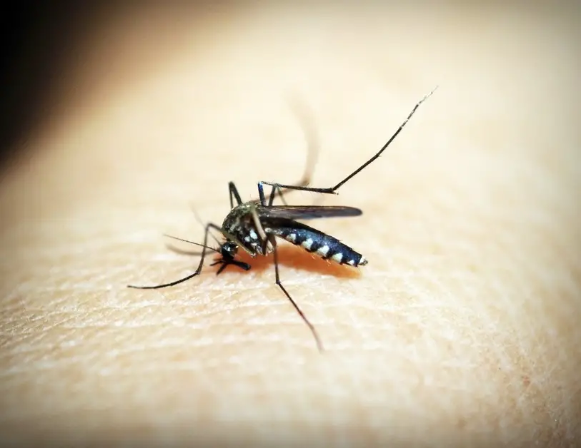 mosquito on a person's skin