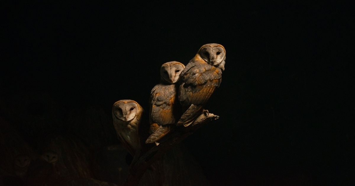 owls on a hiking trail