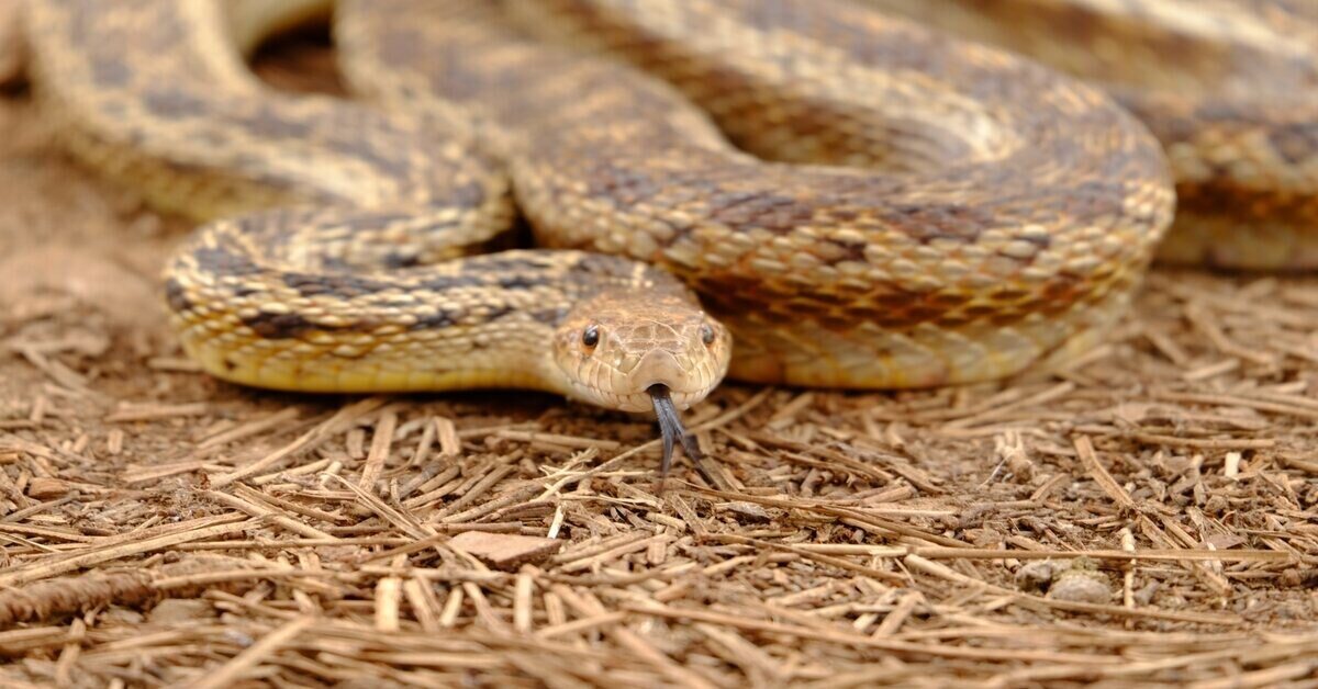 Snake on a trail