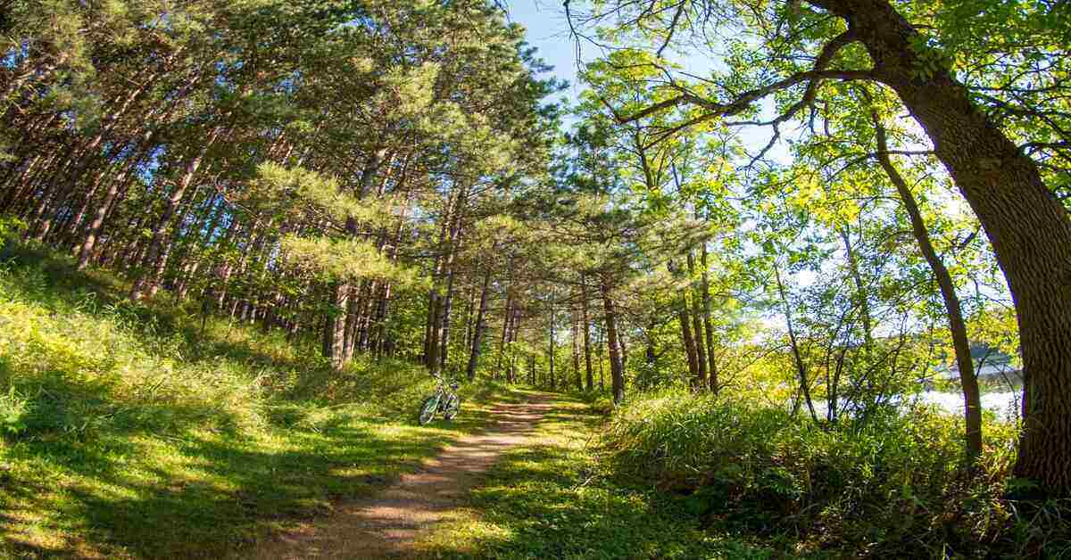 hiking trail during the day