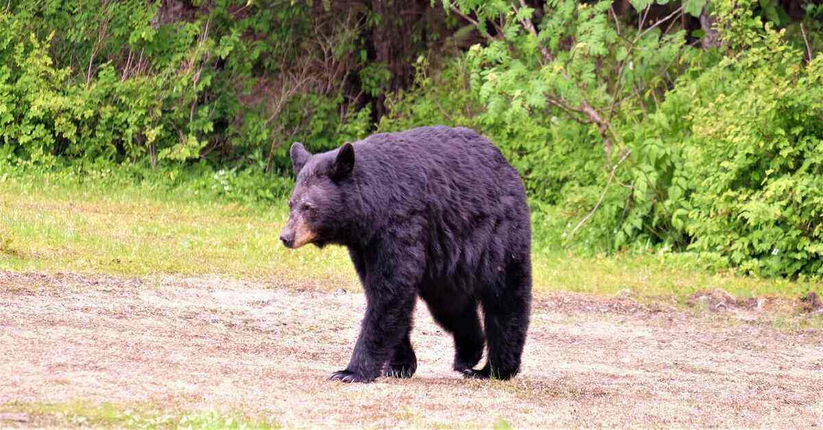 Black bear in the backcountry