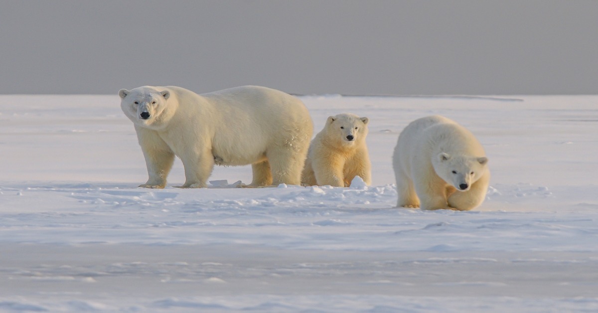 Polar bears in northern Alaska