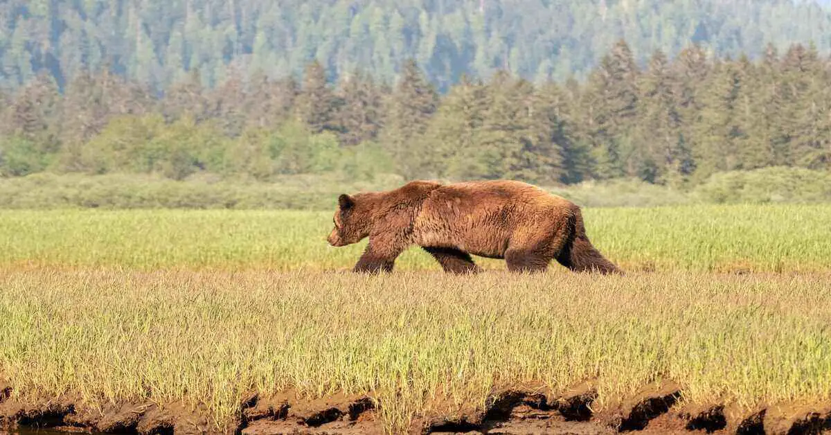 Grizzly bear in the backcountry