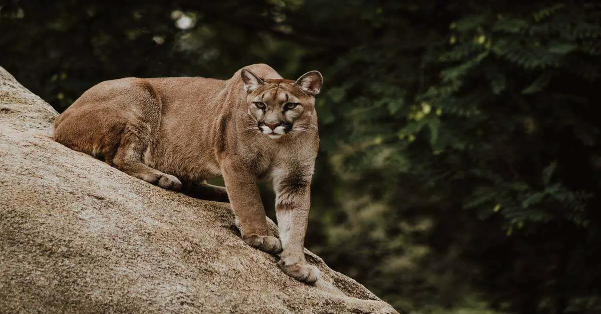 mountain lion on a rock