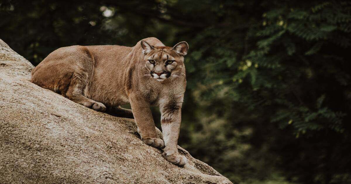 mountain lion on a rock