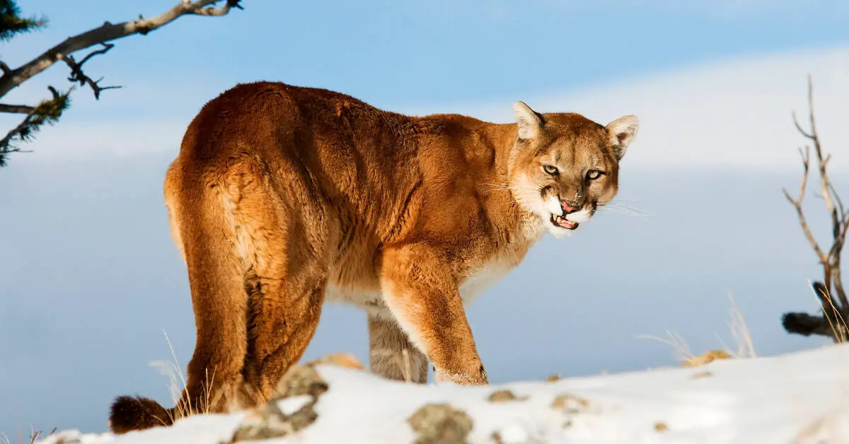 mountain lion poised for attack