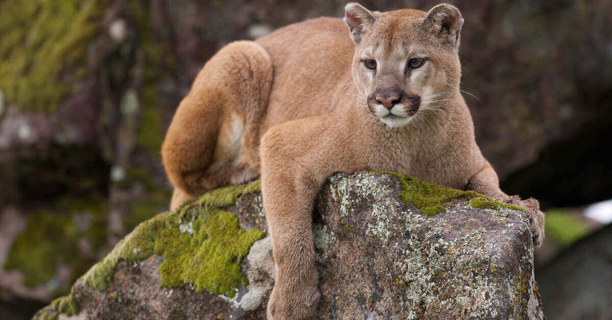 puma resting on a rock