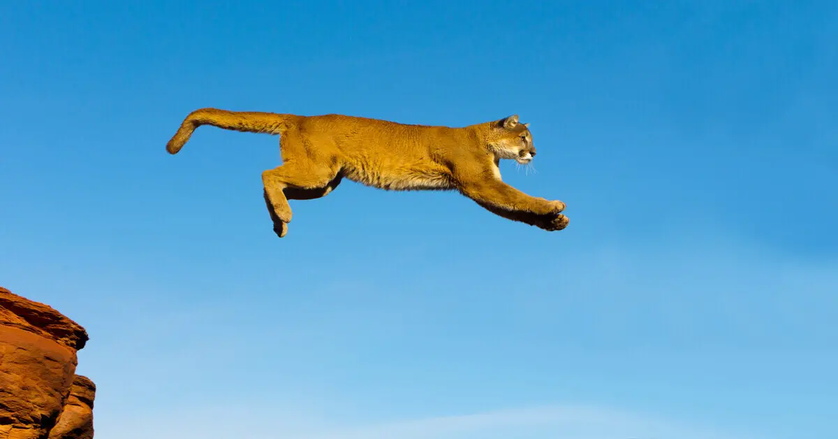 mountain lion leaping