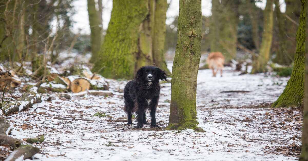 black dog in snow