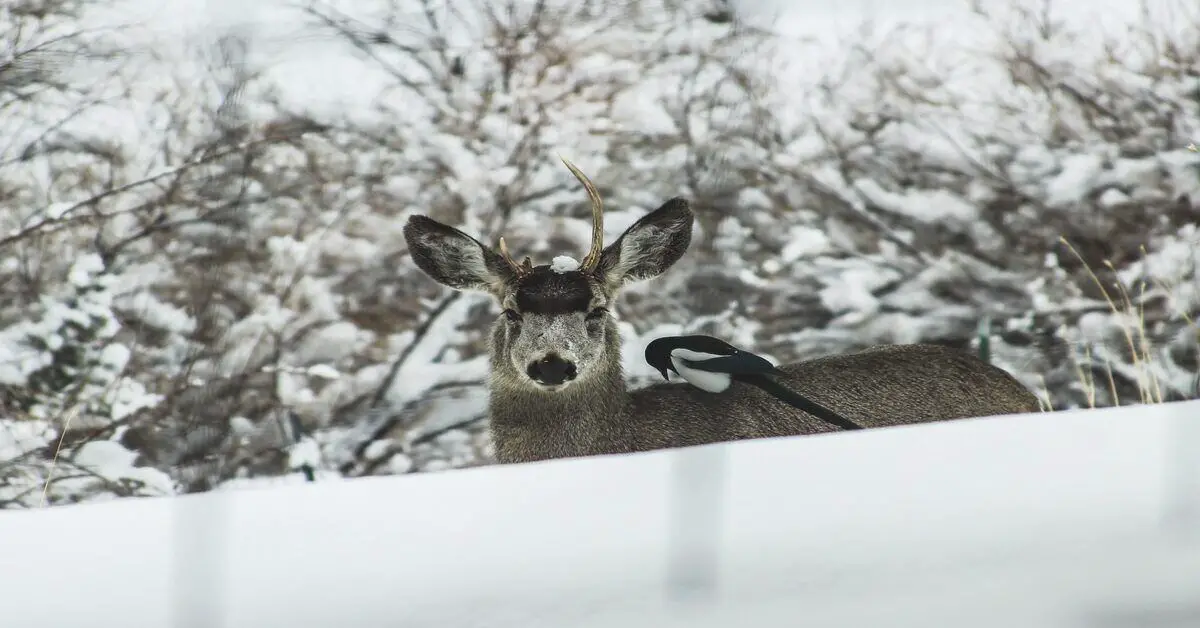 deer in the winter