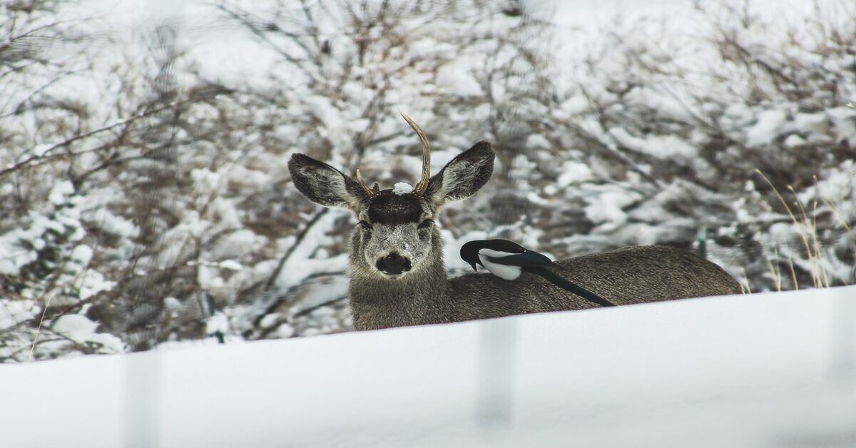 deer in the winter