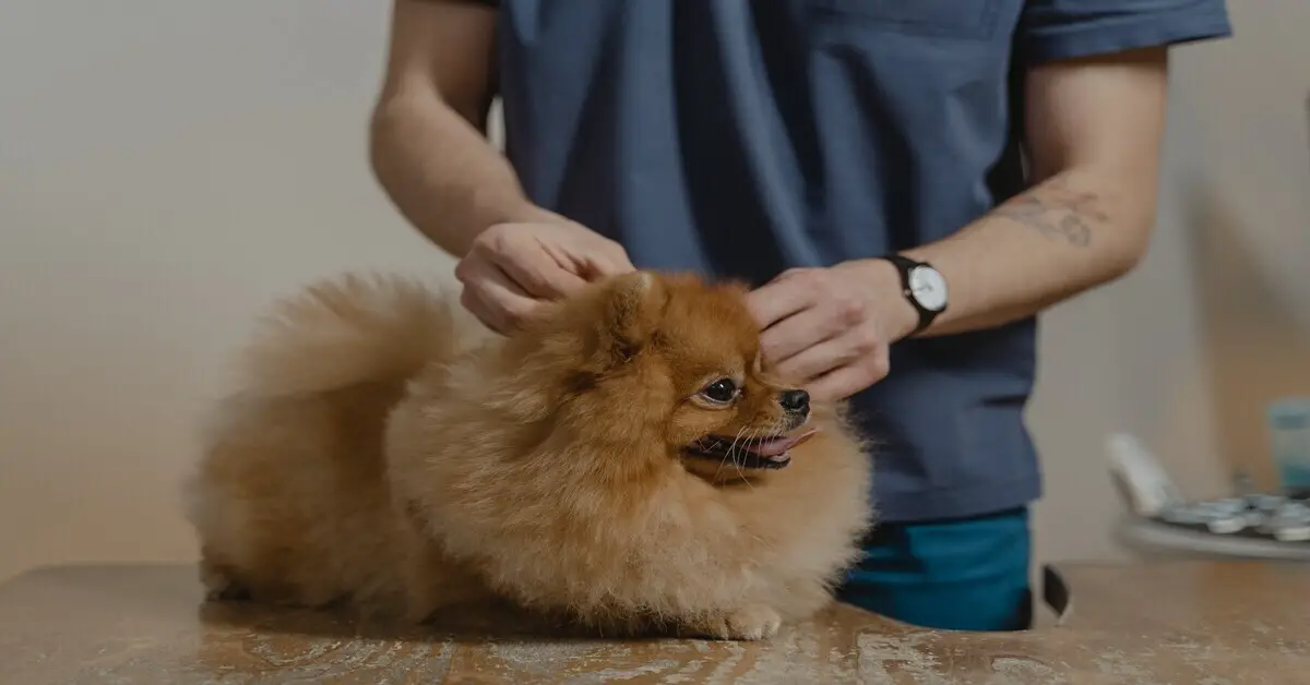 vet with furry dog