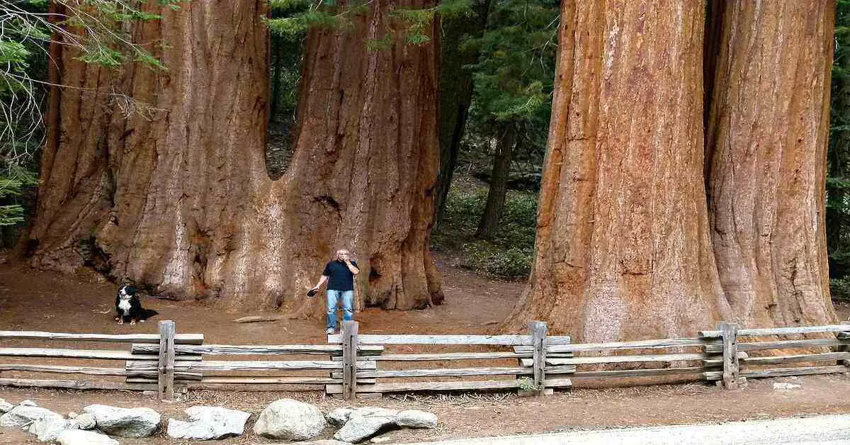 Giant sequoia trees at Sequoia National Park