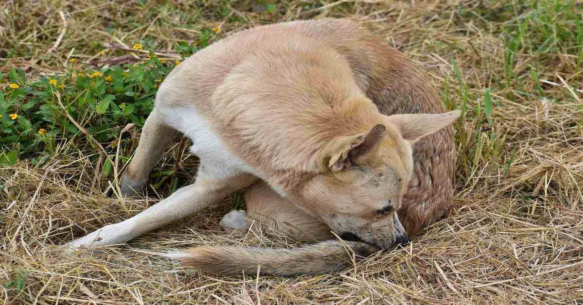 dog biting its tail