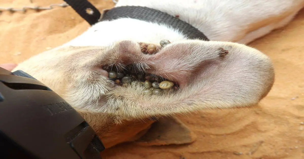 dog ear with ticks