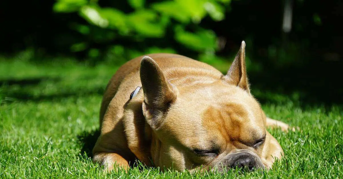 French bulldog sleeping on grass