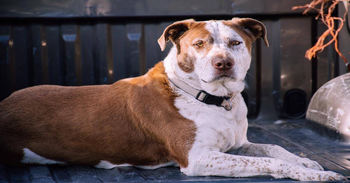 dog with collar