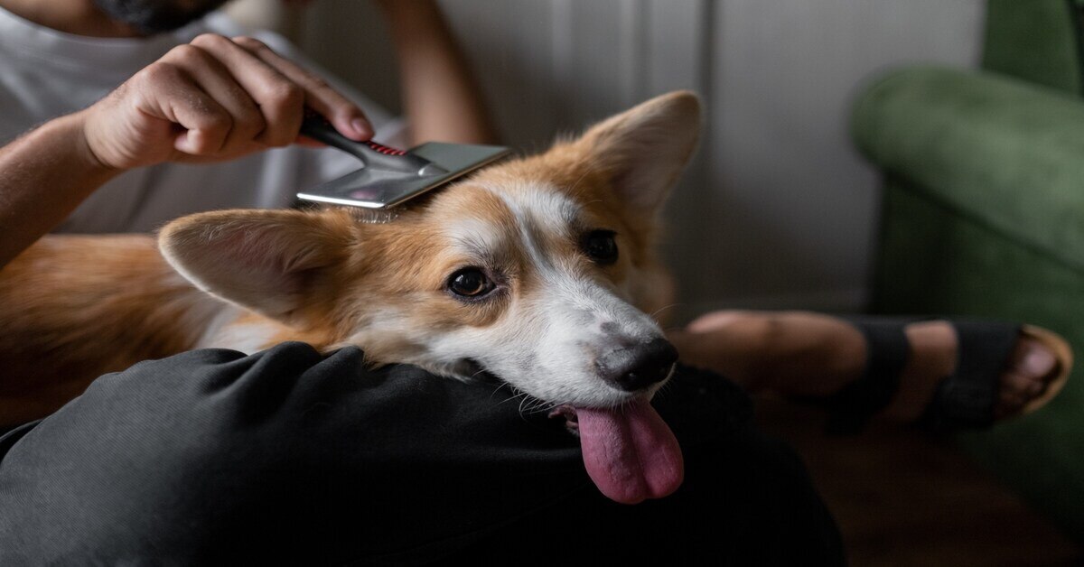 man brushing his dog's fur