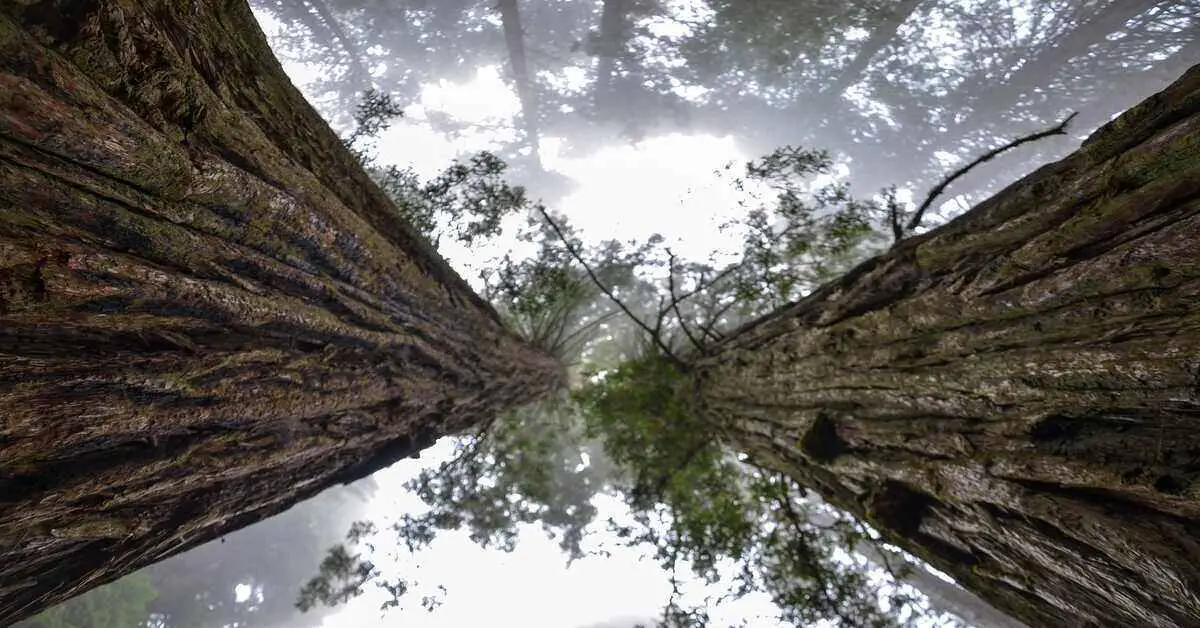 two sequoias