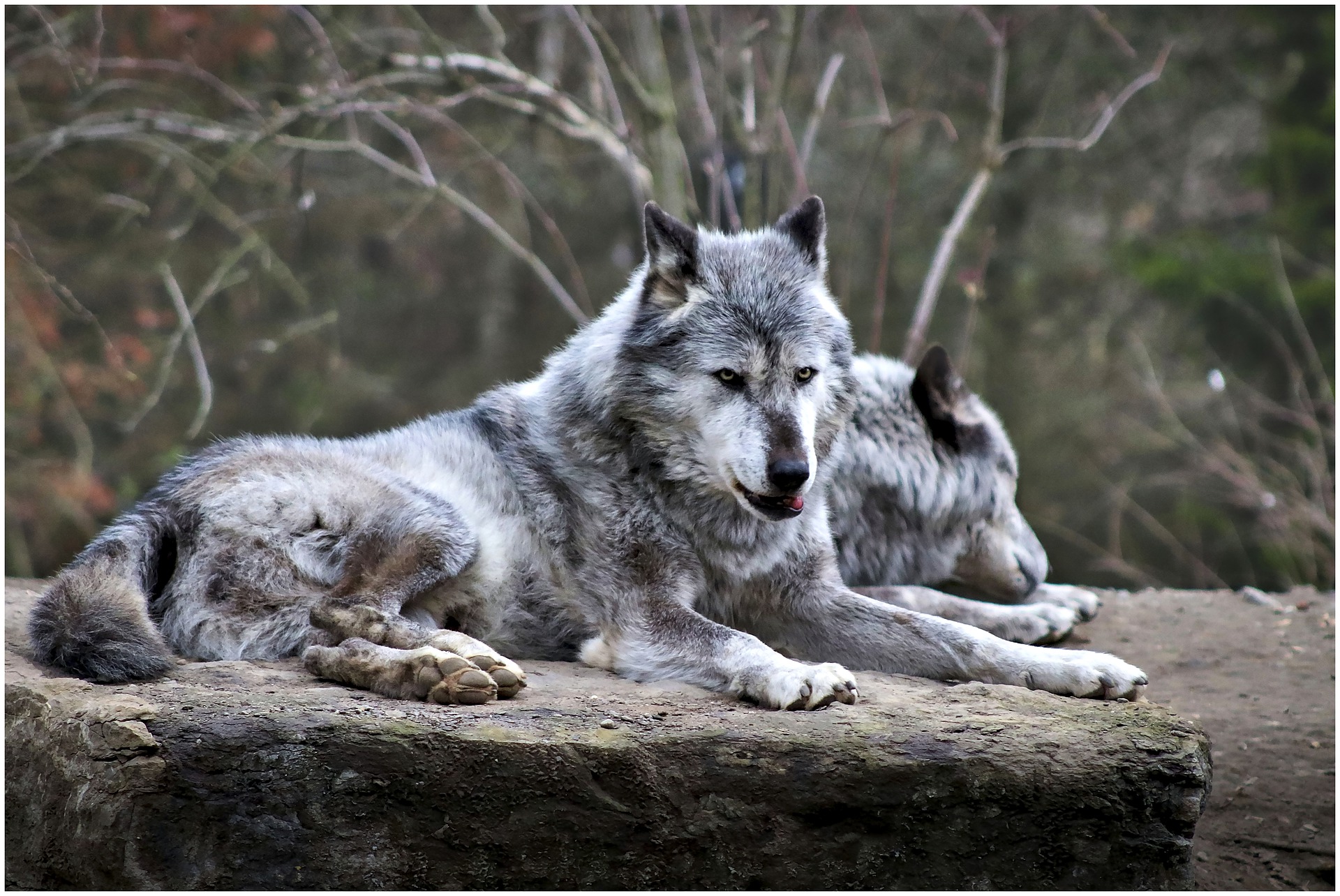 two wolves resting on rock