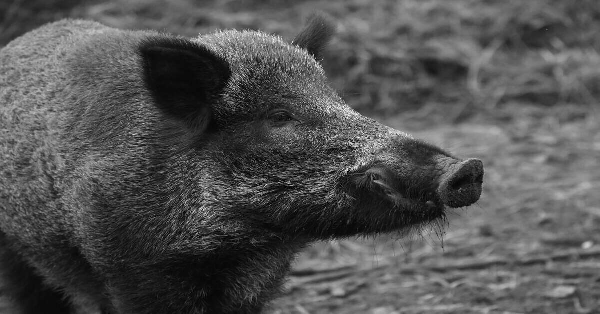 wild boar head