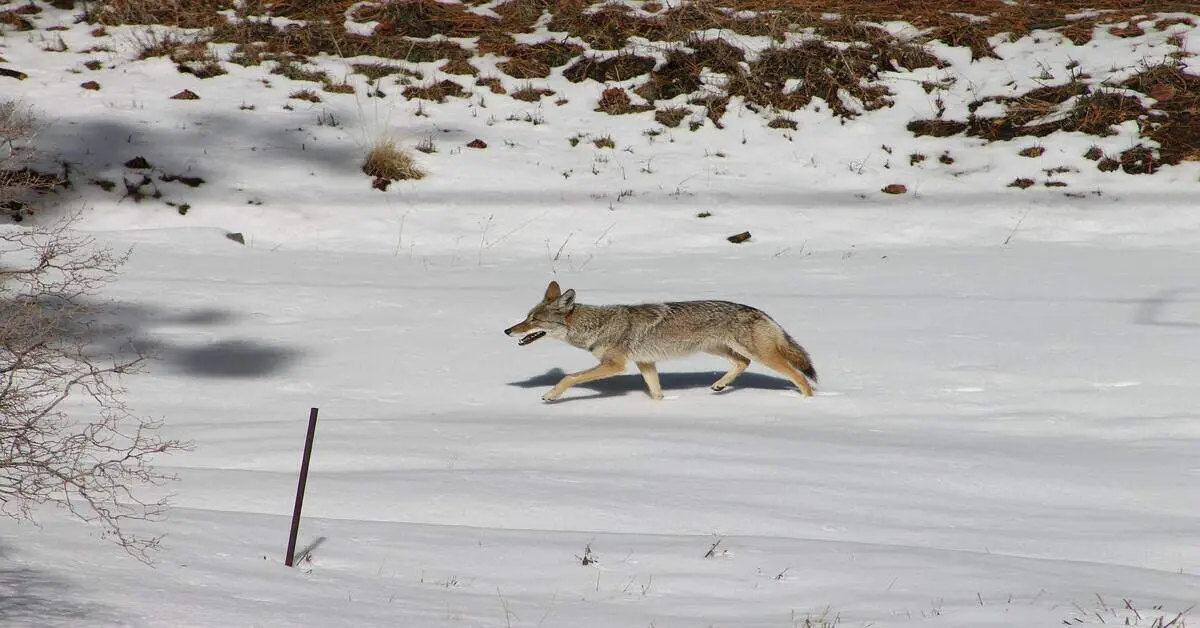coyote running on snow