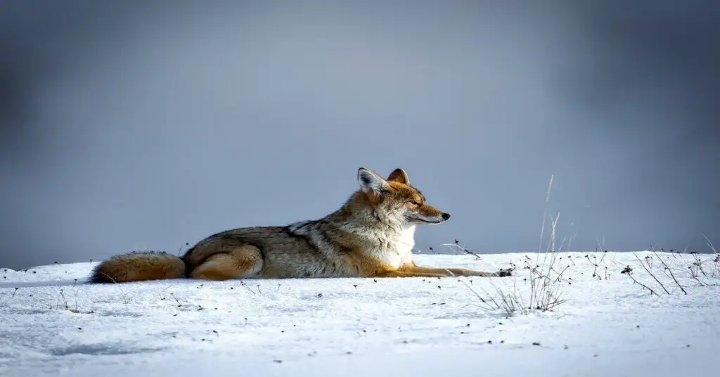 coyote resting