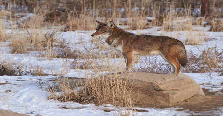 What Does A Coyote Sound Like? (Various Coyote Sounds)