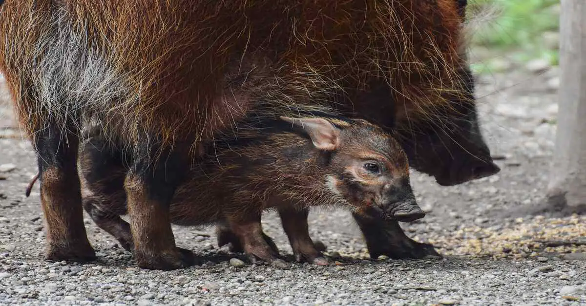 wild boar with young one