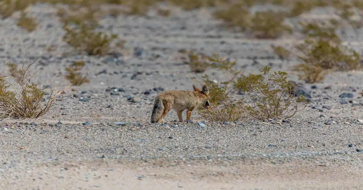 coyote walking in the desert