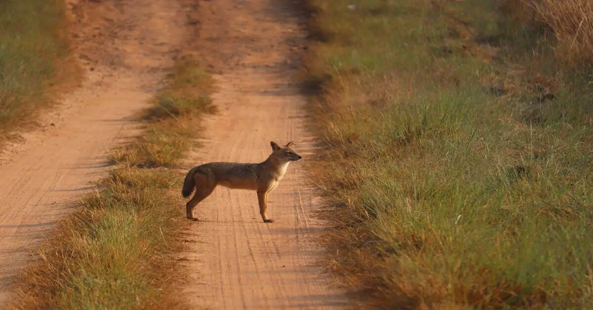 coyote standing on dirt road