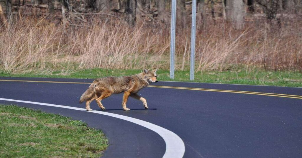 What Does A Coyote Sound Like? (Various Coyote Sounds)