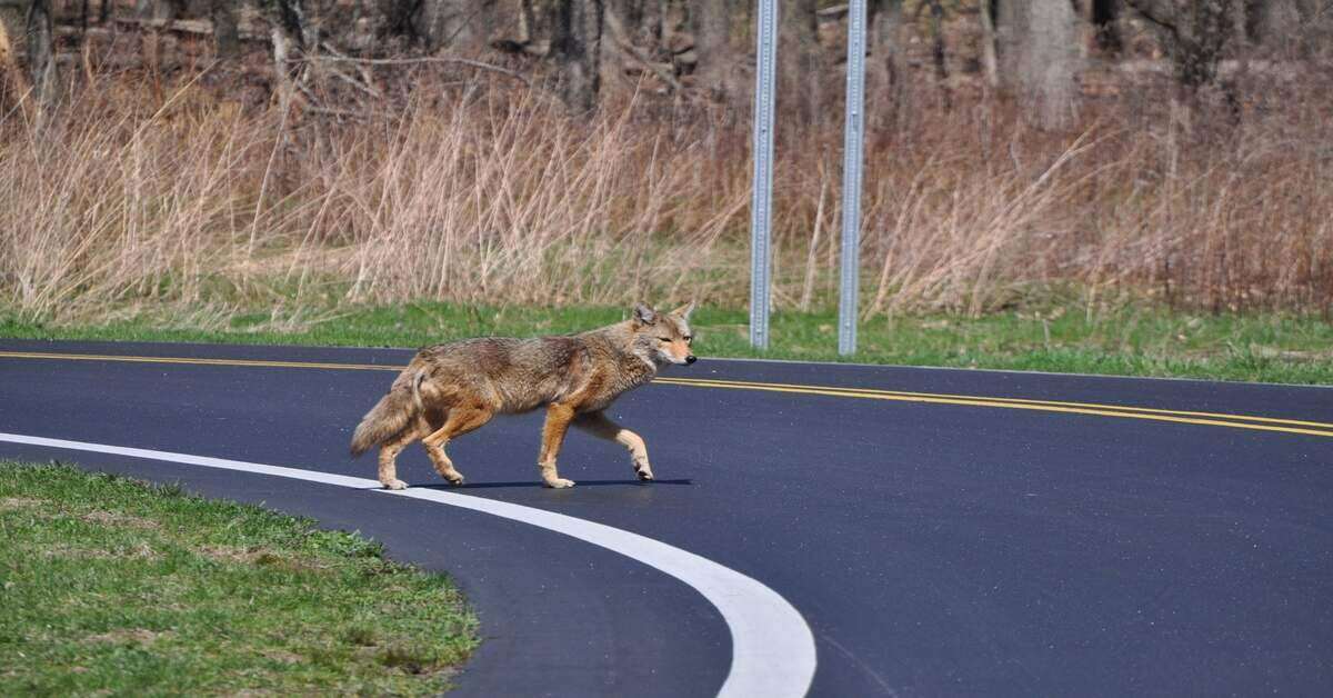 coyote crossing a road