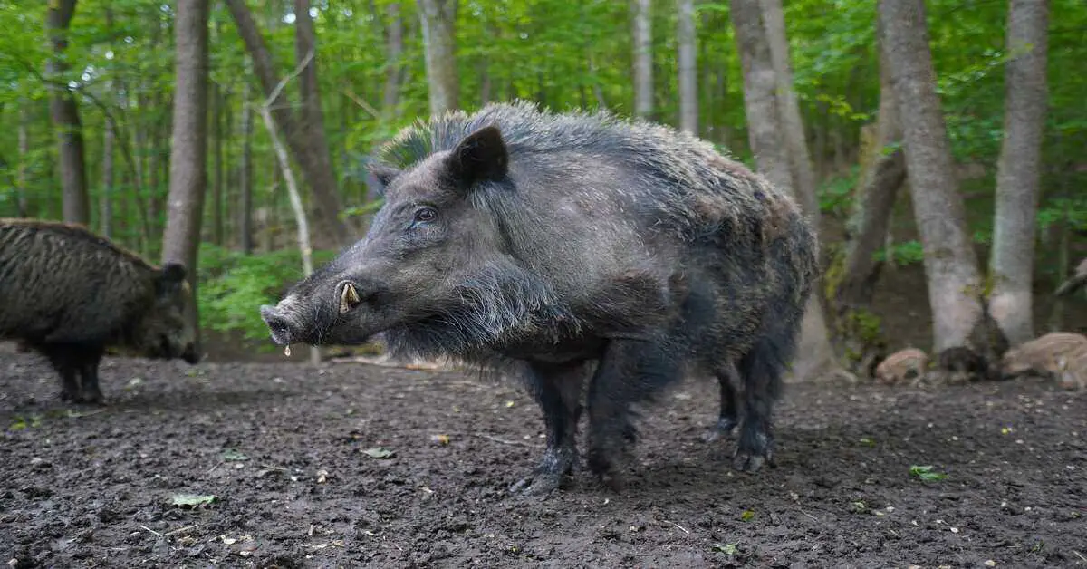 wild boar in the woods