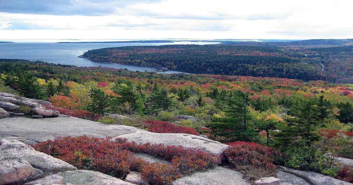 Greenery at Acadia National Park