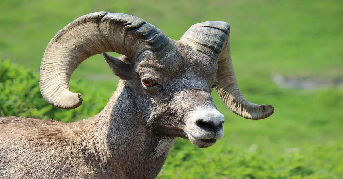 Big horn sheep head