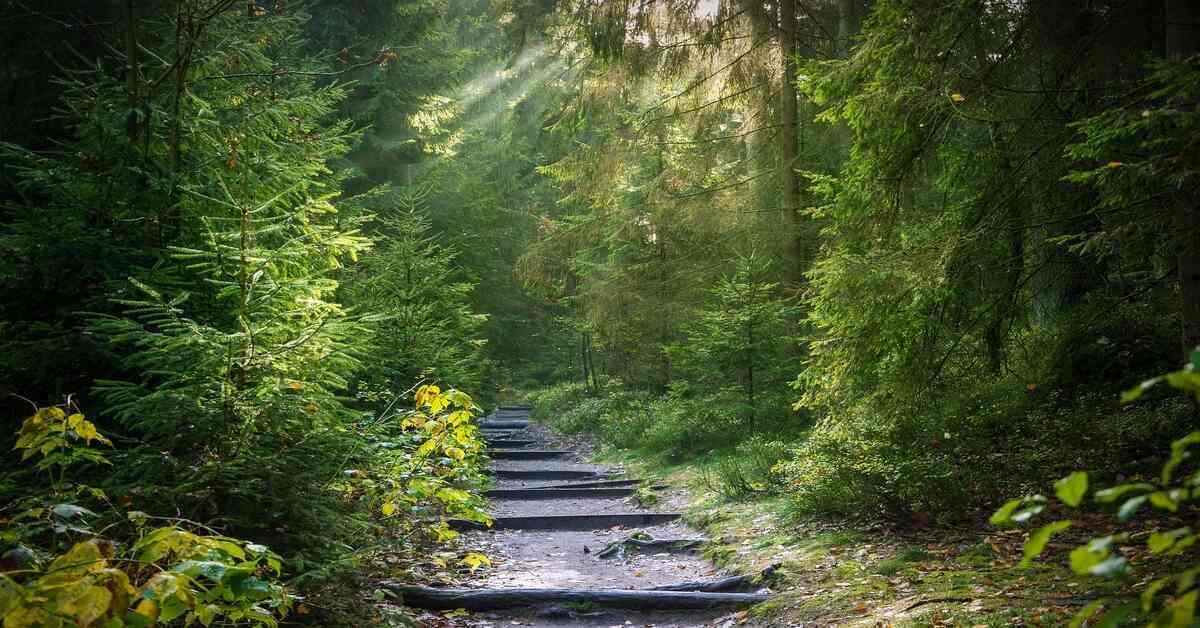 forest trail and trees