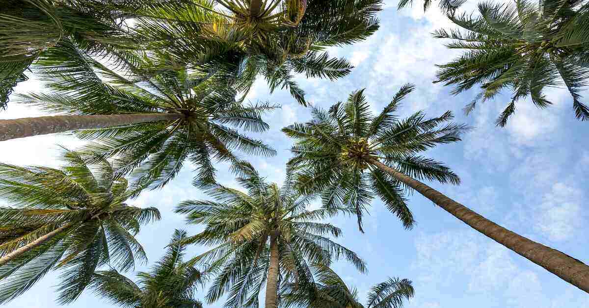 Palm trees against blue sky