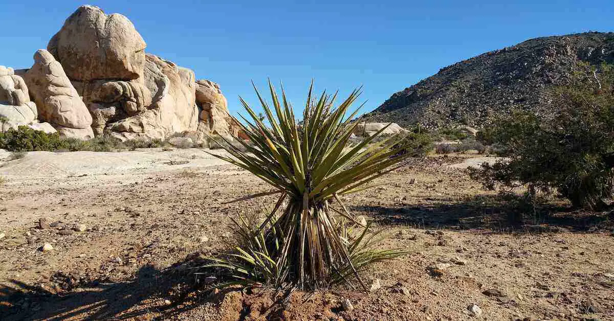 desert plant rock background