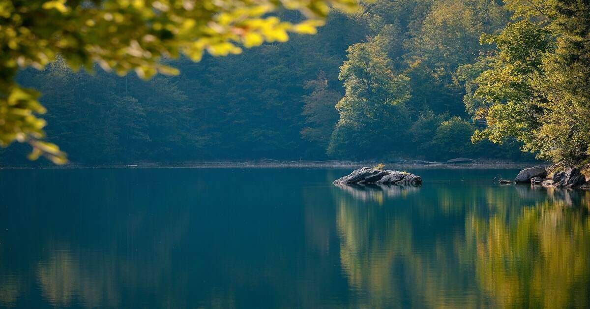 Lake surrounded by trees