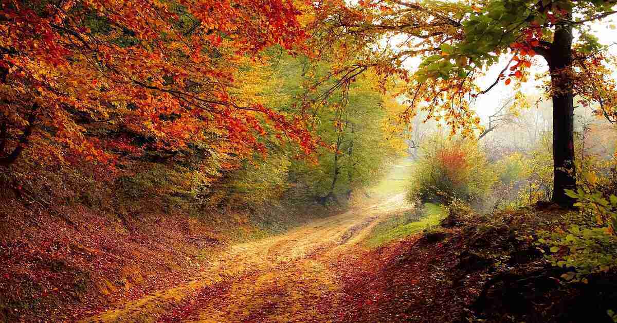 hiking trail with colorful trees