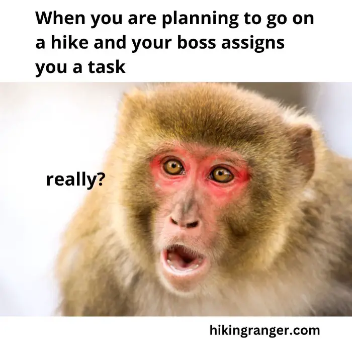 funny hiking meme-picture of surprised monkey 