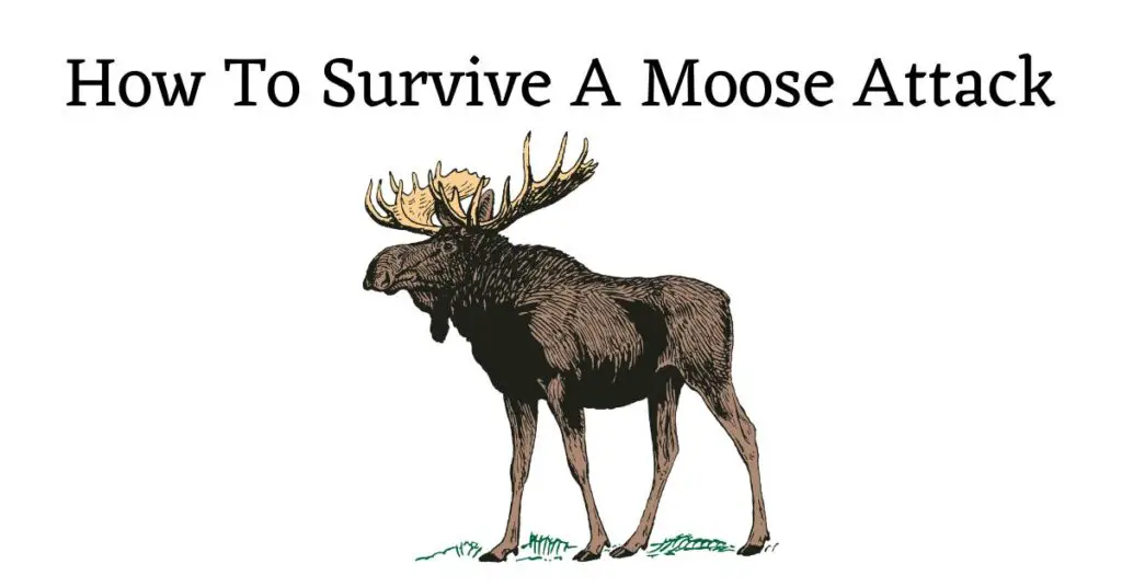 Image of moose with the words: "How to survive a moose attack"
