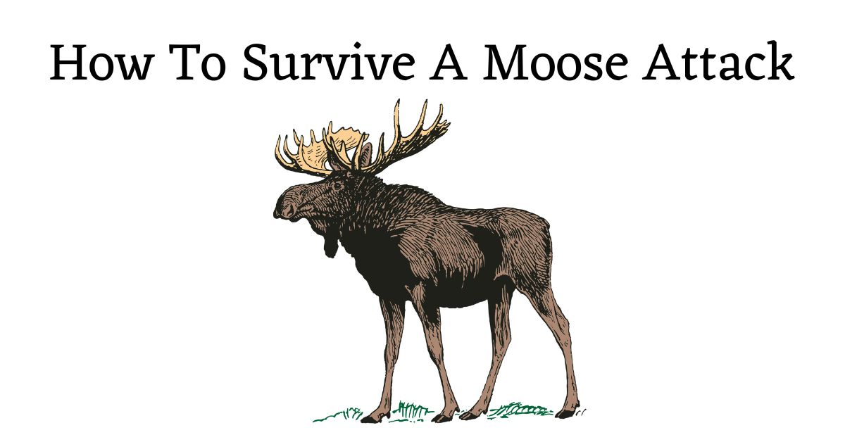 How to Survive a Moose Attack During a Hike